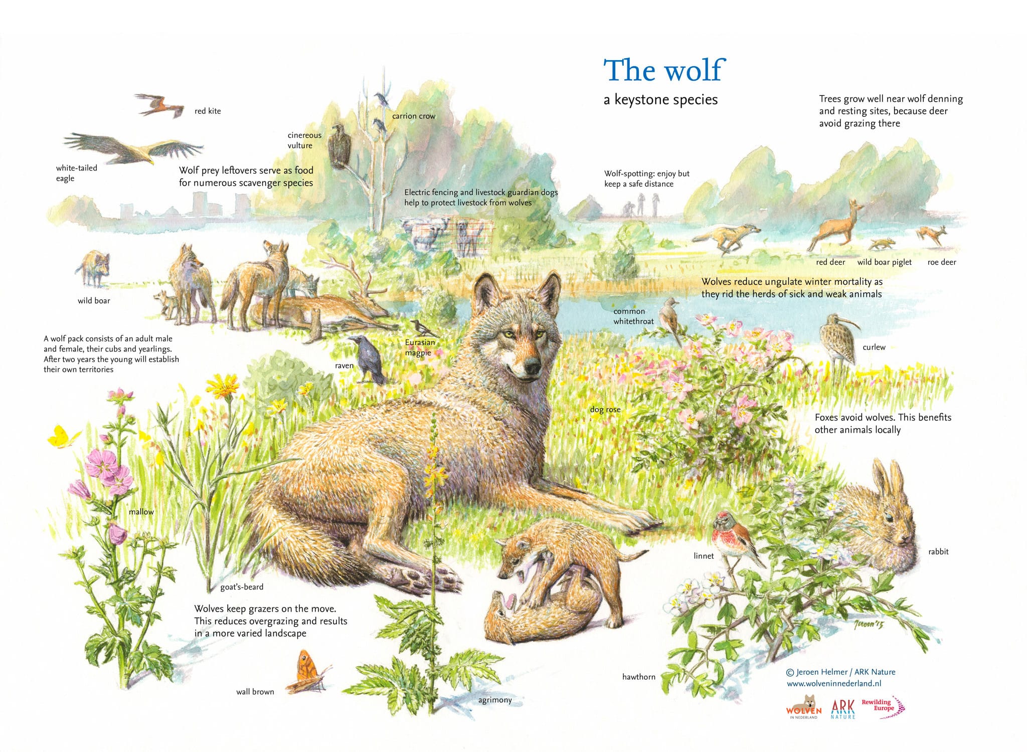 Keystone species, Predator-prey relationships, Ecosystem balance,  Biodiversity