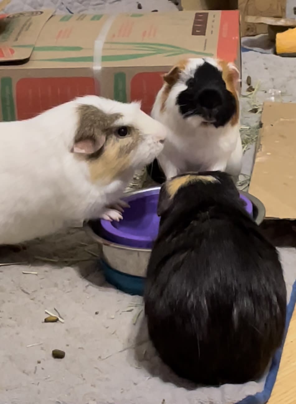 KILLER GUINEA PIGS!!! Petlife