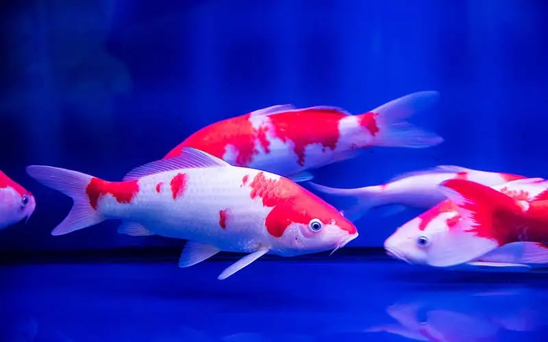 koi-fish-disease-to-timely-treatment-of-koi-fish-disease-petlife