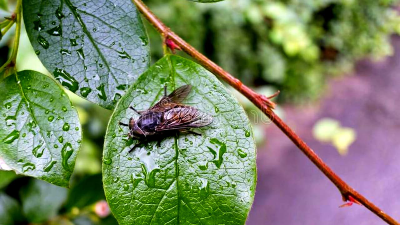 Why Do Flies Bite When It's Going To Rain Earth