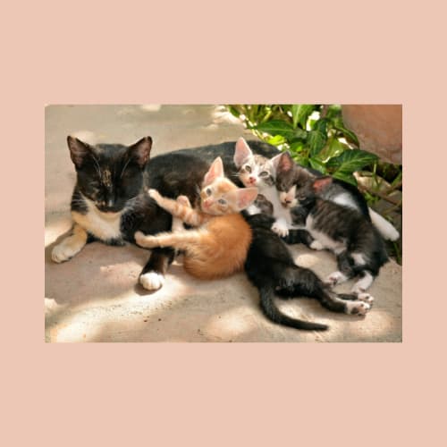 How do cats affect humans' mental health Petlife