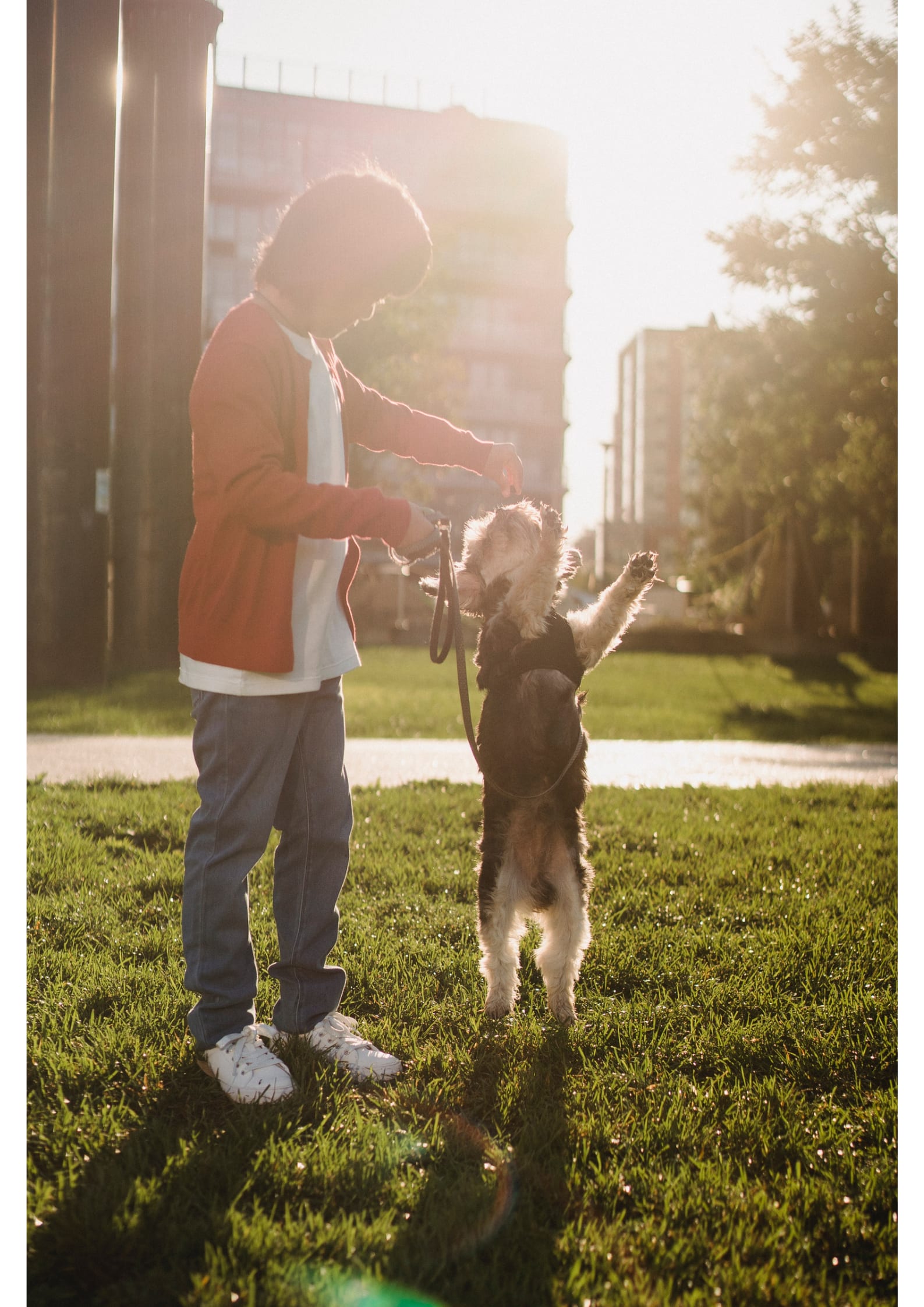 How to Train a Puppy The First nine Things You Need to Do Education