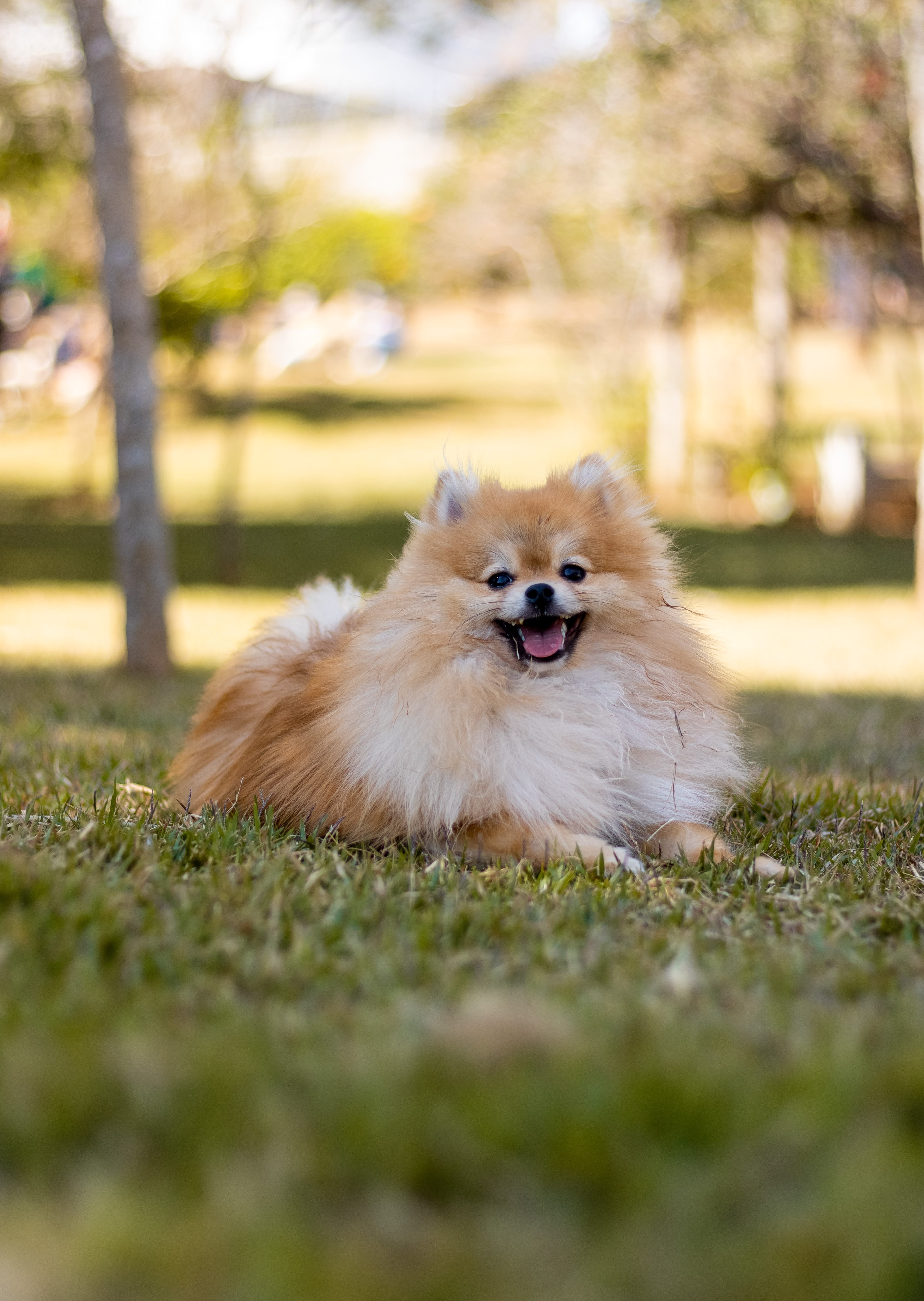 5 Things You Probably Didn't Know About the Pomeranian Dog. | Petlife