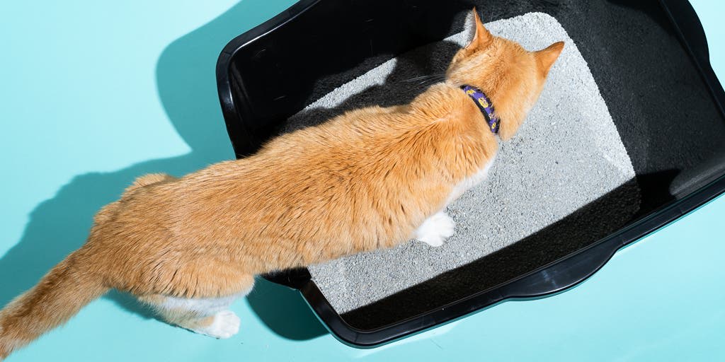 12 Ways to Get Cat to Use Litter Box In New House Petlife