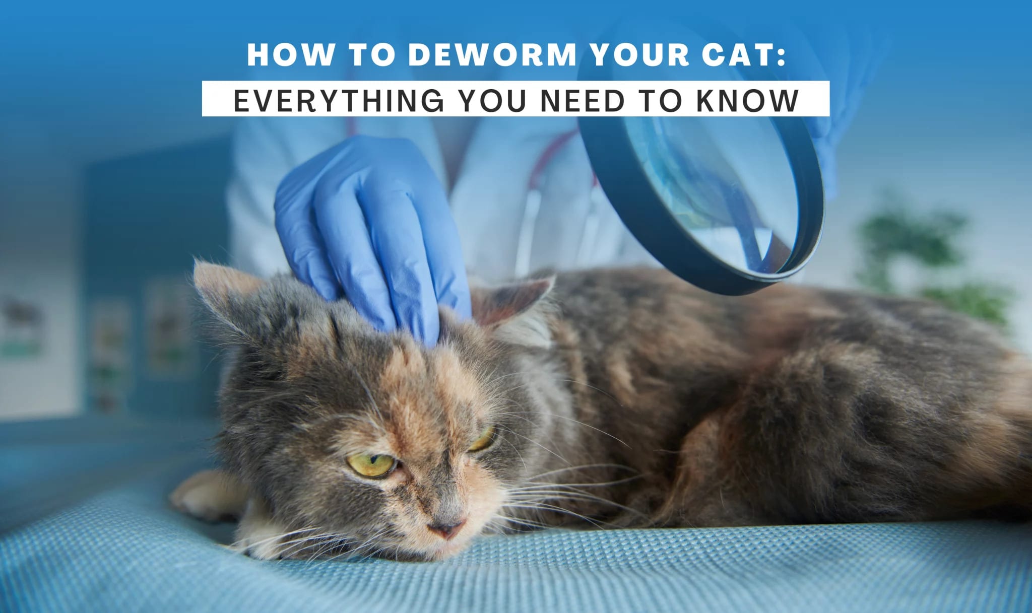 HOW TO DEWORM YOUR CAT EVERYTHING YOU NEED TO KNOW Petlife