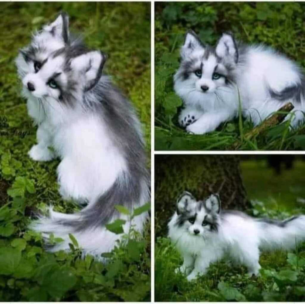 Canadian marble fox