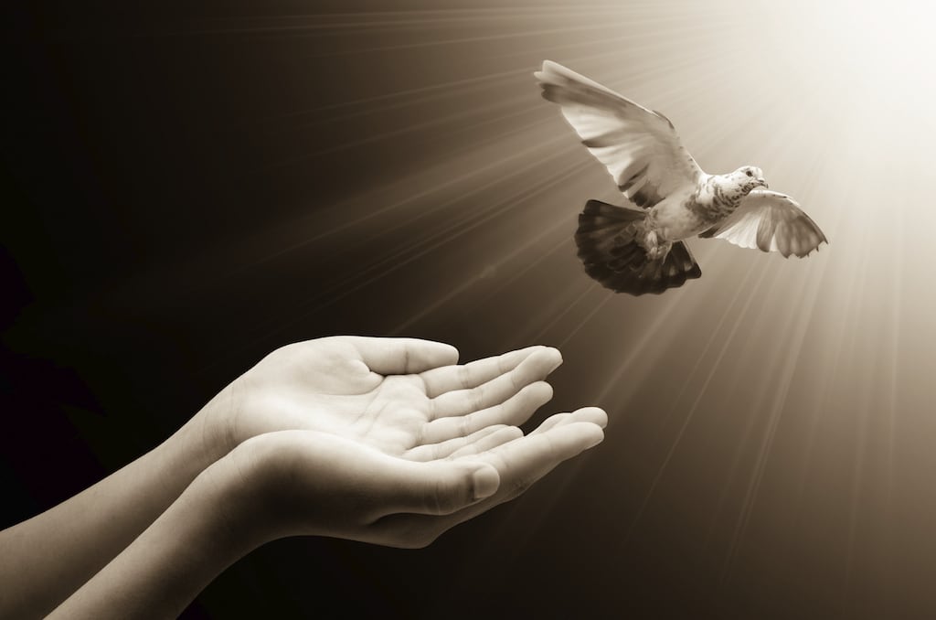 Spiritual Meaning Of A Bird In A House Families