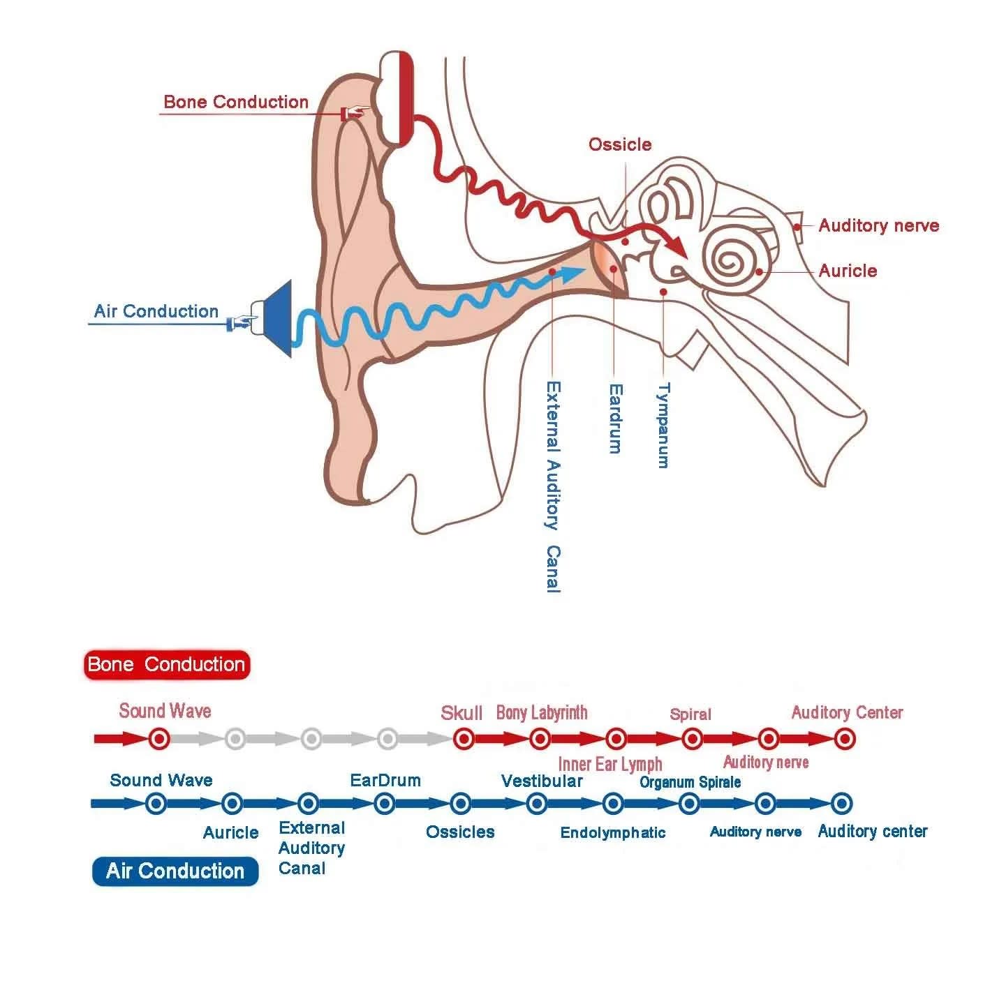 What Are Bone Conduction Headphones and The Best Bone