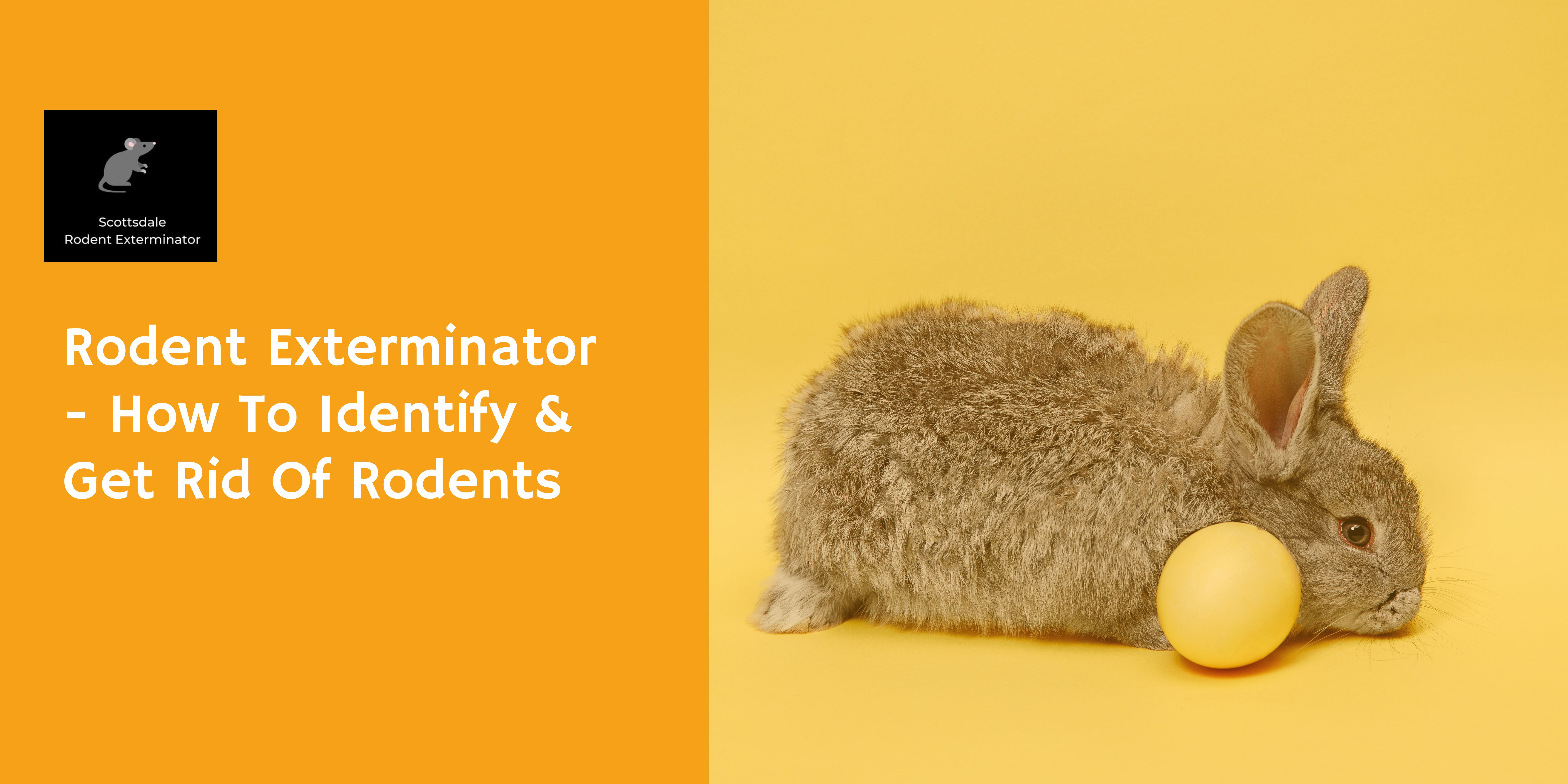 Rodent Exterminator How To Identify & Get Rid Of Rodents Lifehack