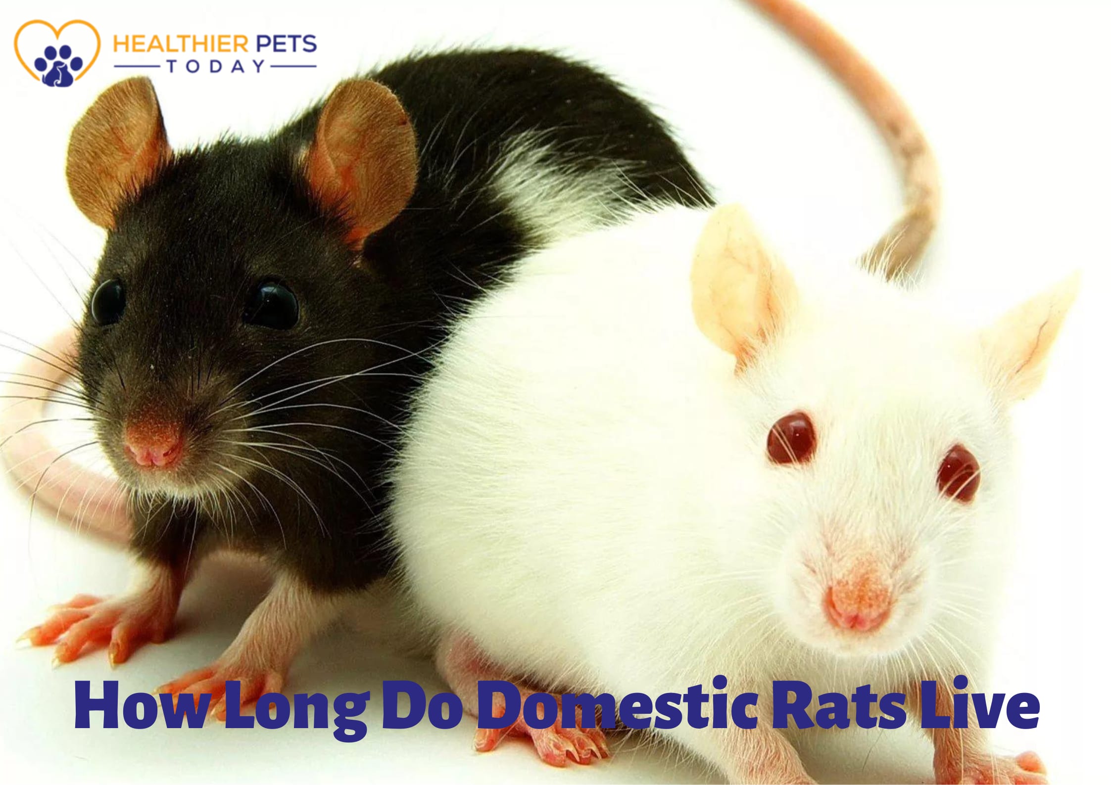 Complete Guide to Know About How Long Do Domestic Rats Live Petlife