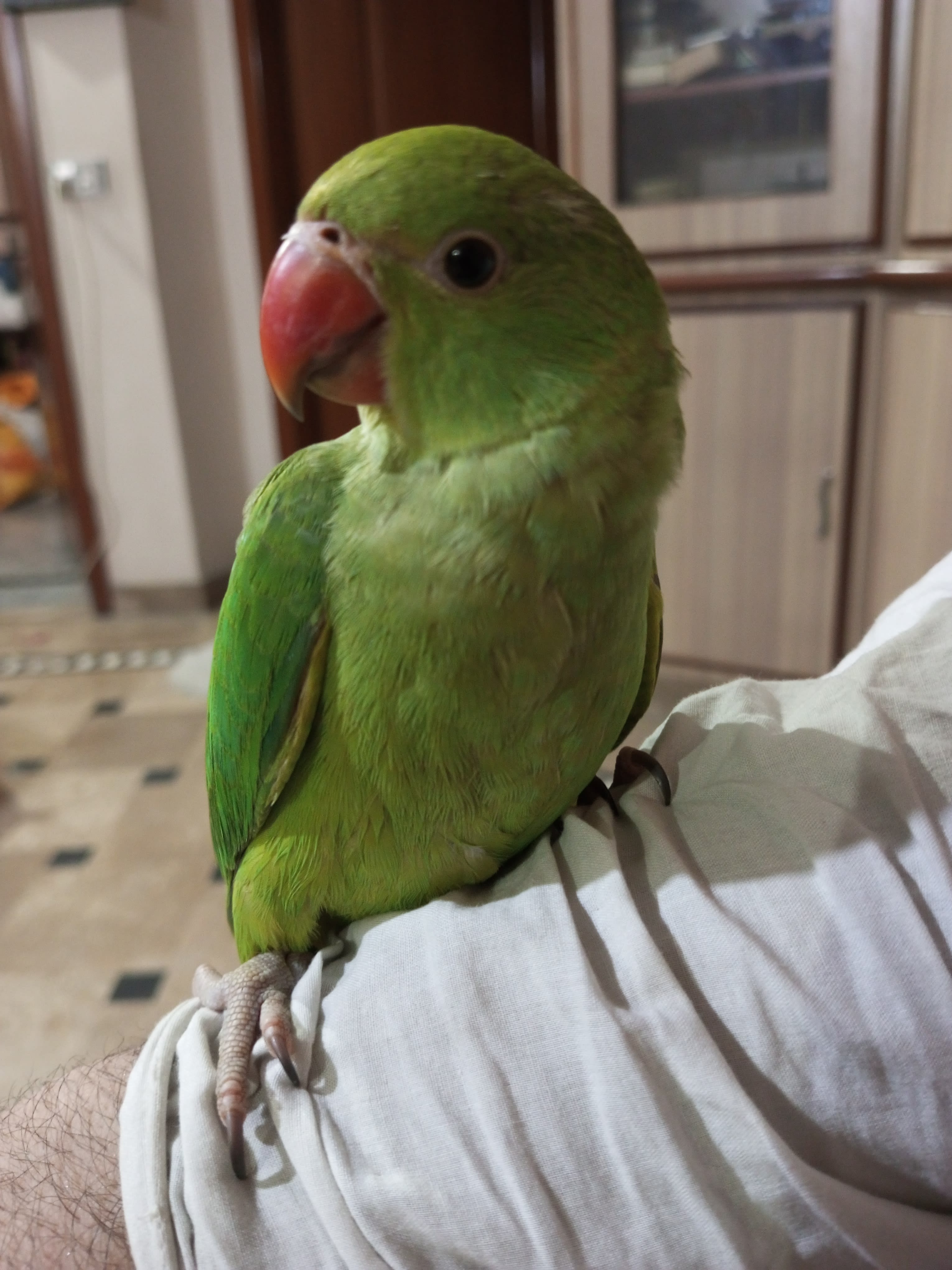 Talking Parrot Families