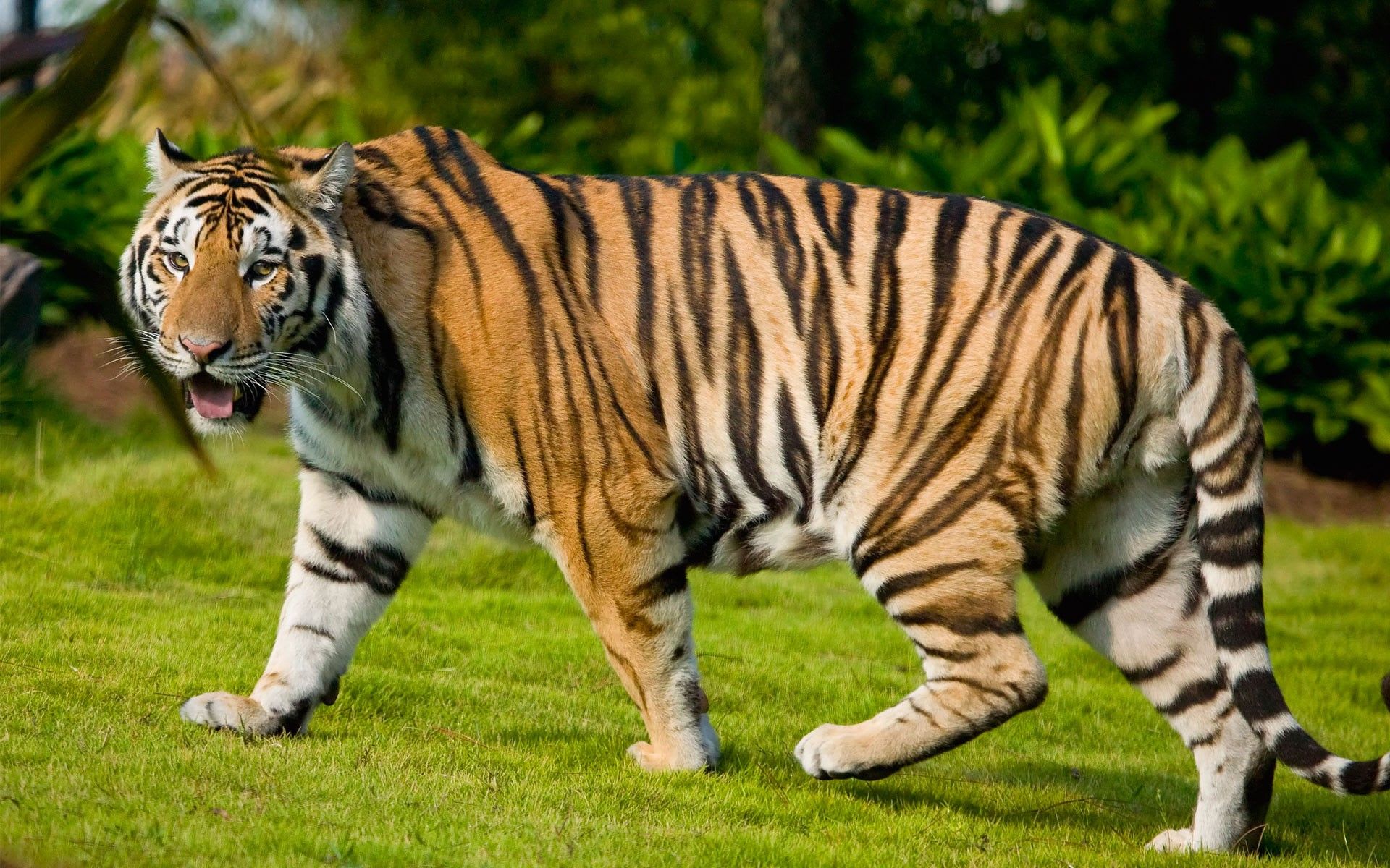 All About the Bengal Tiger: Majestic Creature of the Indian Jungle – Gage  Beasley