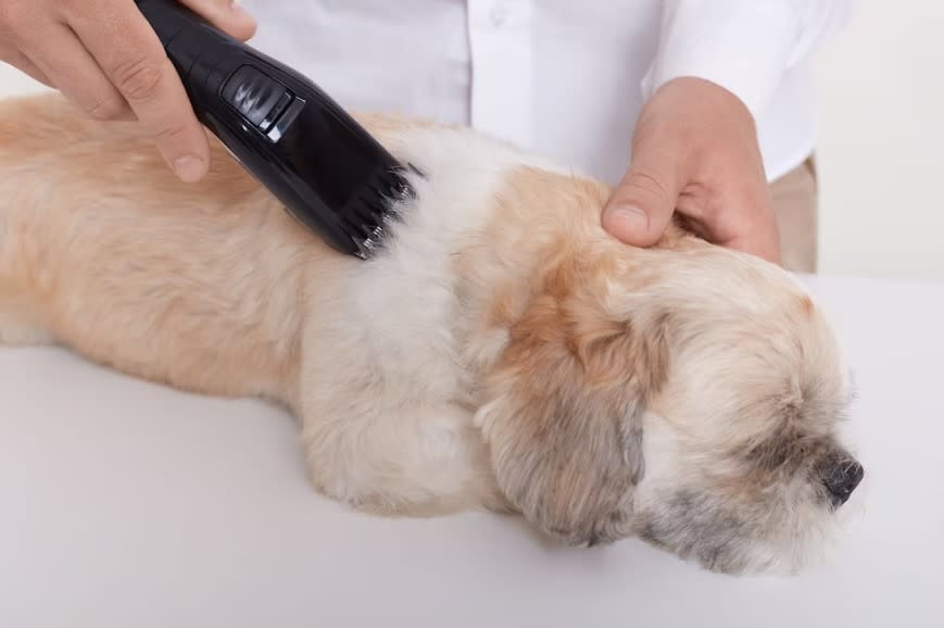 The Importance of Dog Grooming