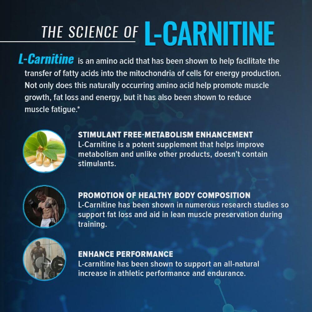 studies on l carnitine L-carnitine for metabolism