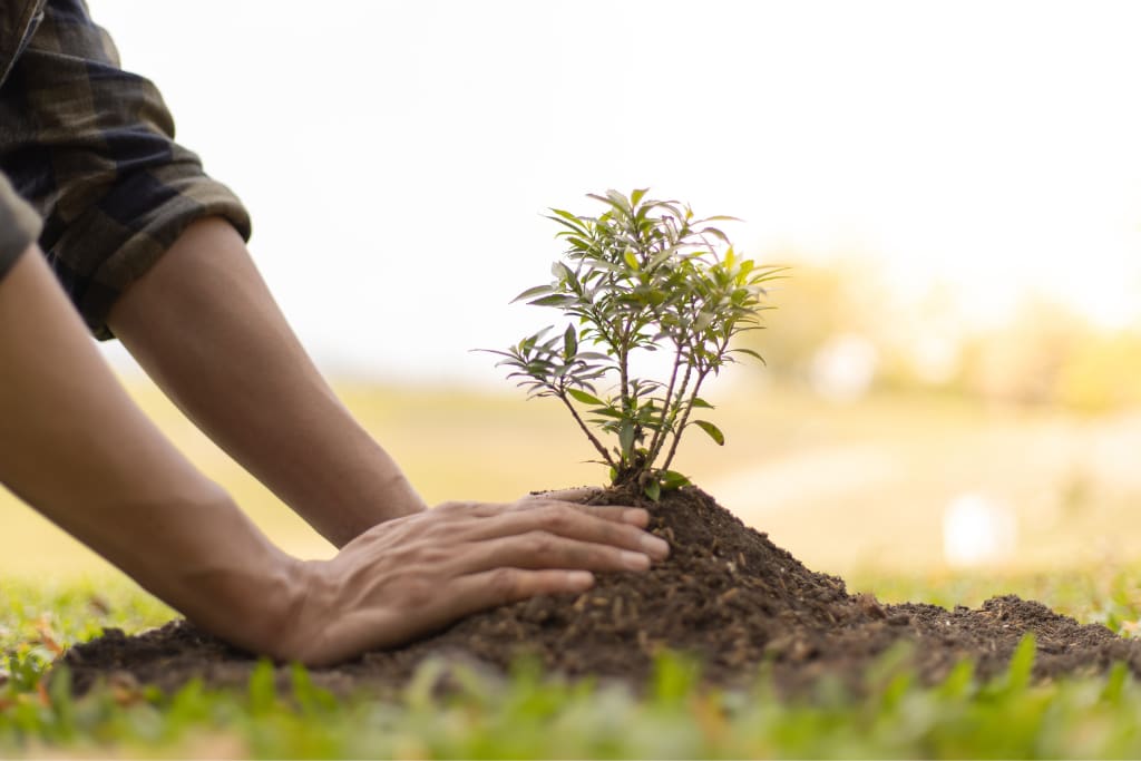 Planting for a Better Future: The Importance of Tree Planting and How One  Action Can Benefit the Environment | Earth