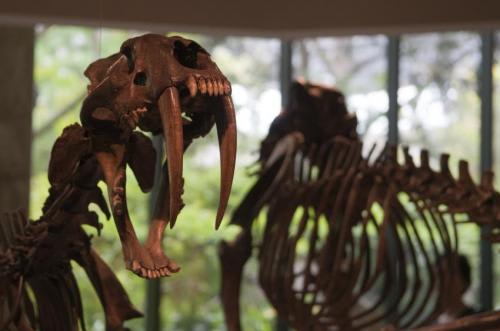 Unveiling the Secrets: Extracting 4 Million Fossils from the Tar at La