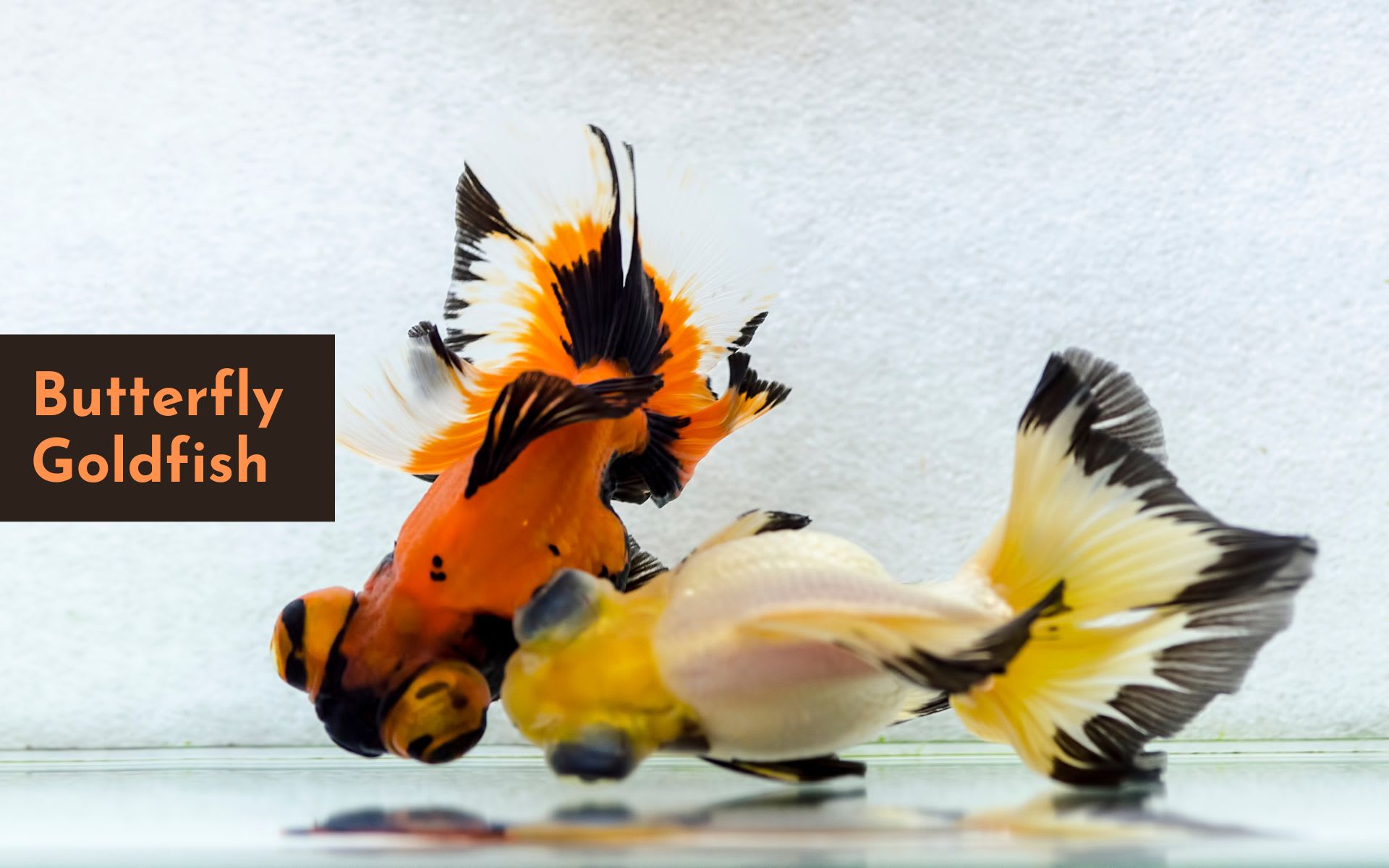 Butterfly Fancy Goldfish