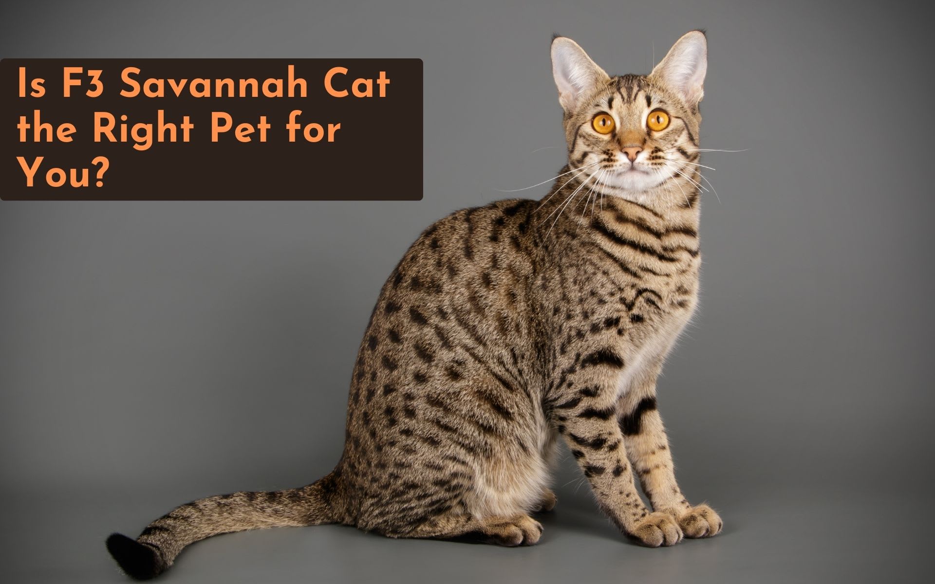 Savannah Cat Patterns