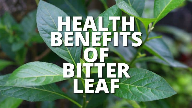health benefit of bitter leaves | Education