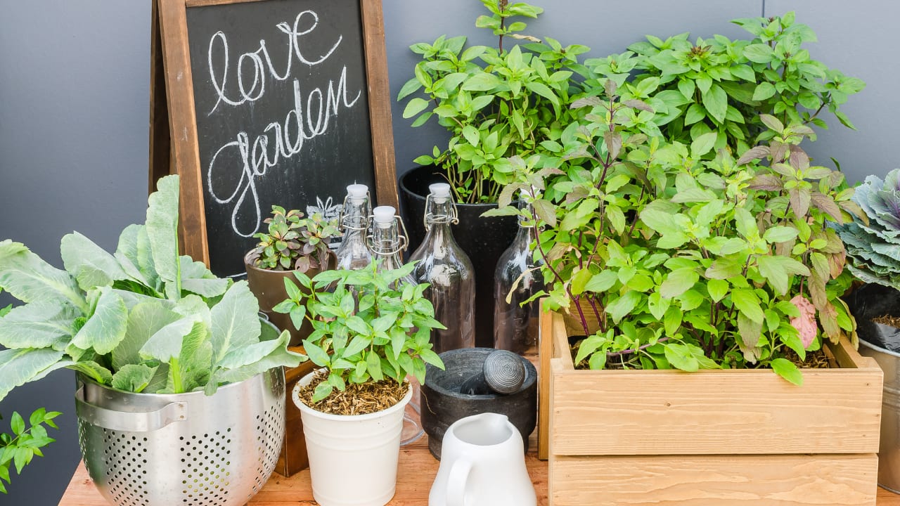 The Benefits and Ease of Indoor Gardening Earth