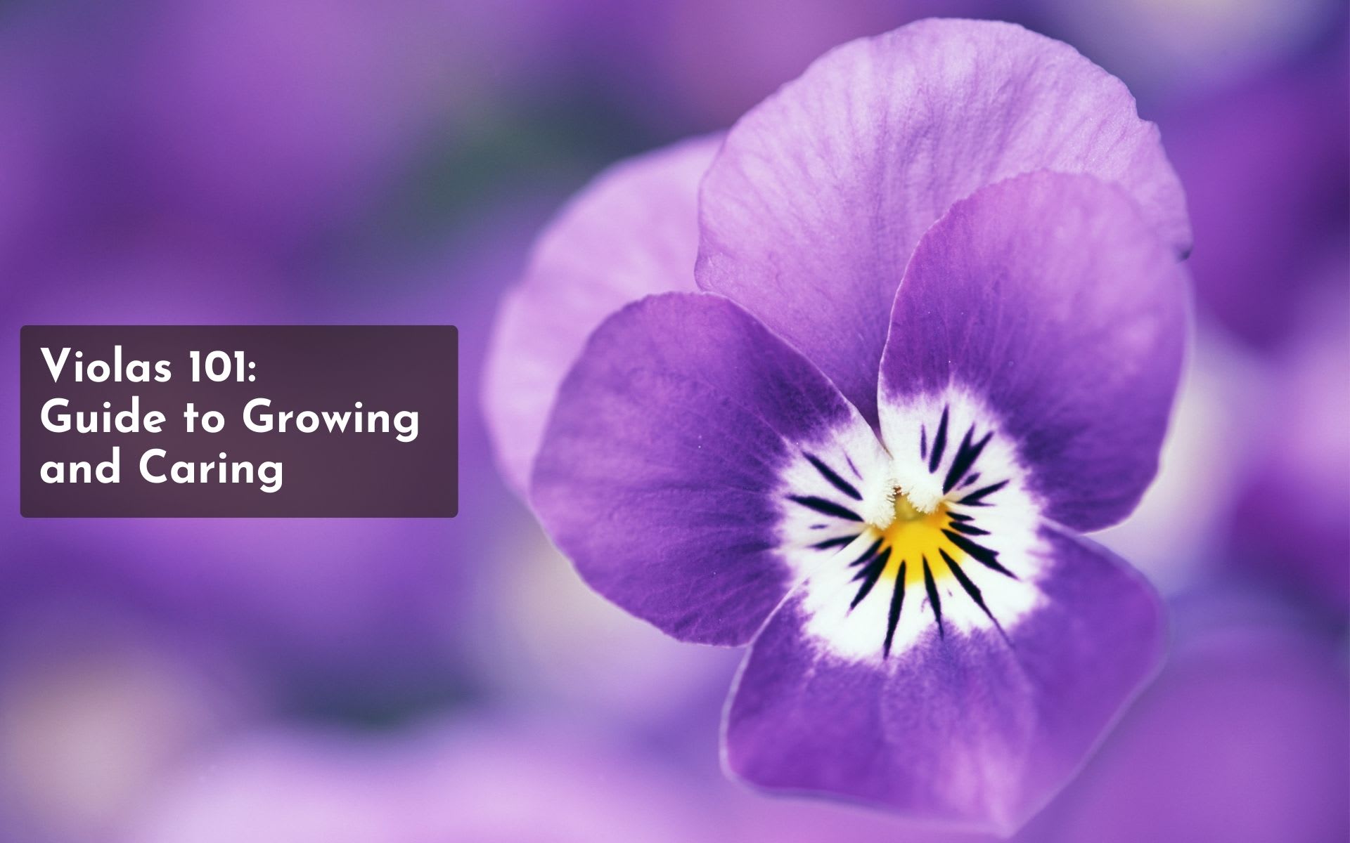 Violas 101 Guide to Growing and Caring for Viola Flowers Lifehack