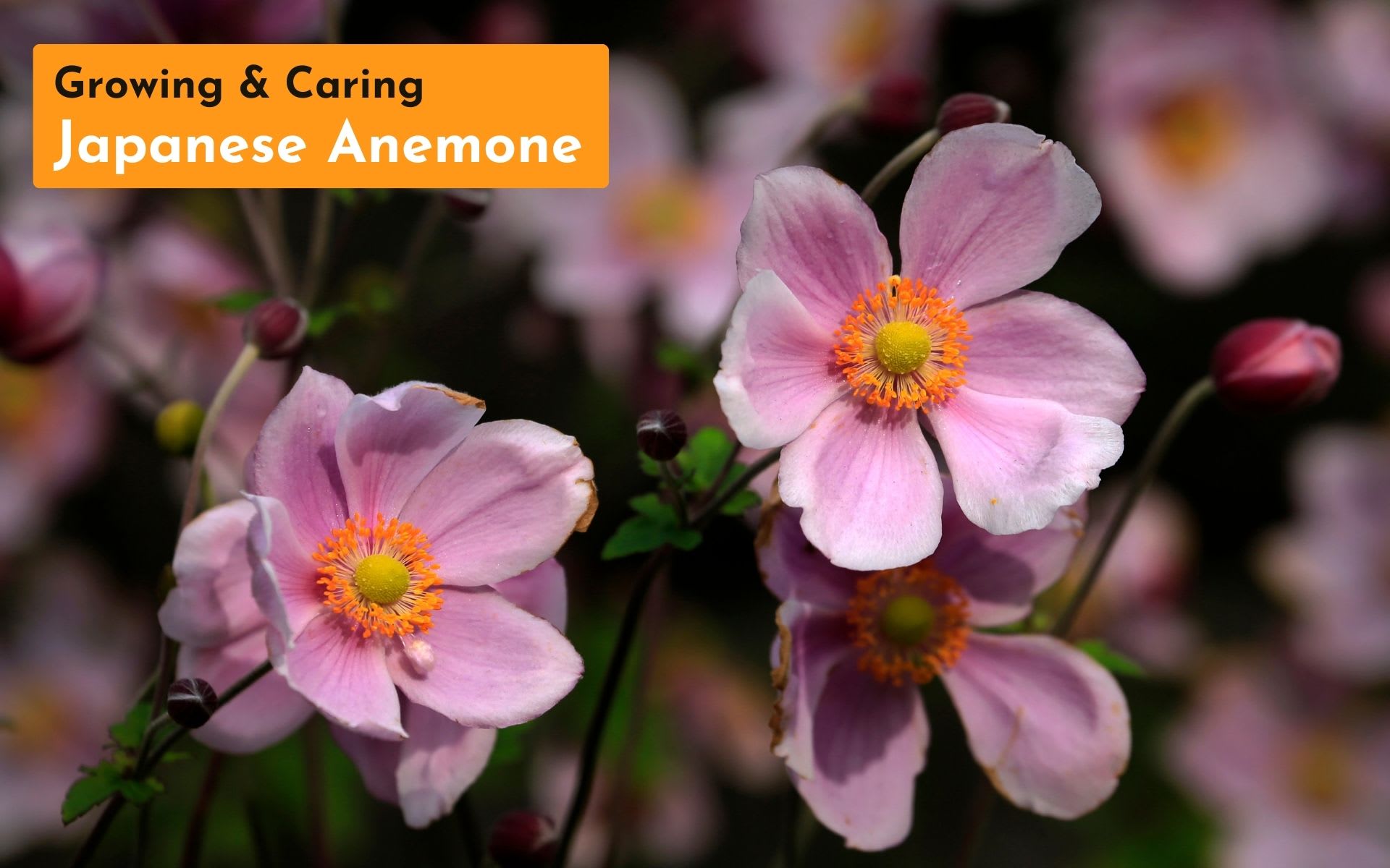 Japanese Anemone 101 Guide to Growing & Caring Lifehack