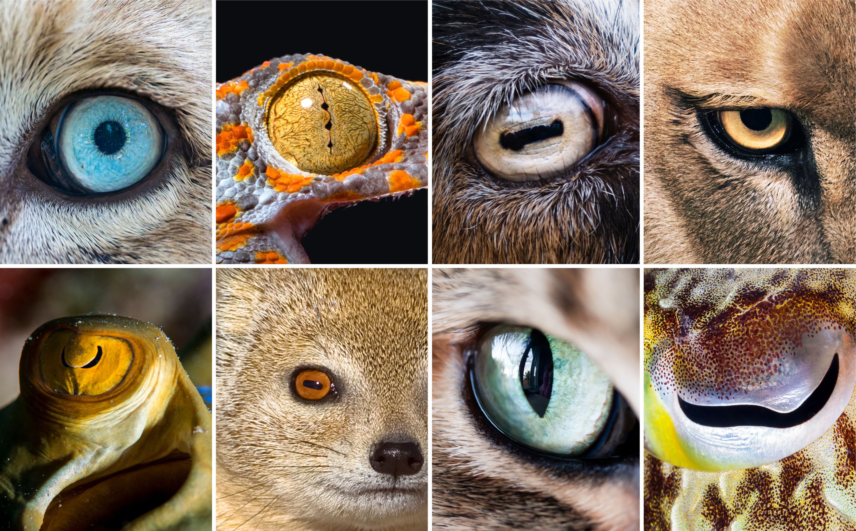 Unique Eyes Of The Animal Kingdom – Farr West UT