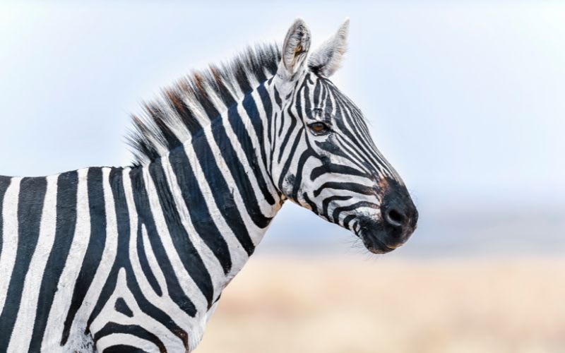 10 Fascinating Facts About Zebras