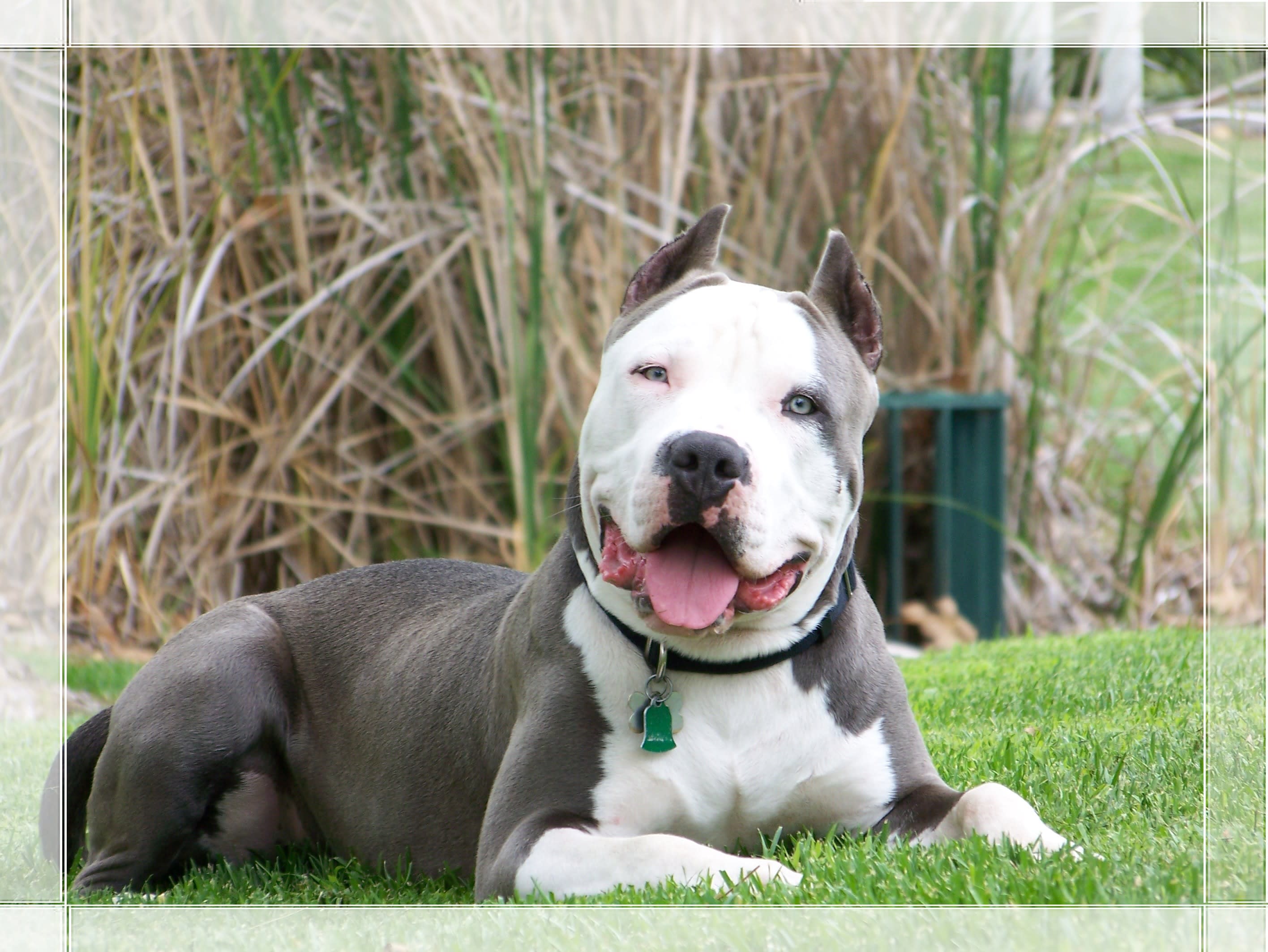 What Is The American XL Bully Controversy? Who Are At Fault: Pets