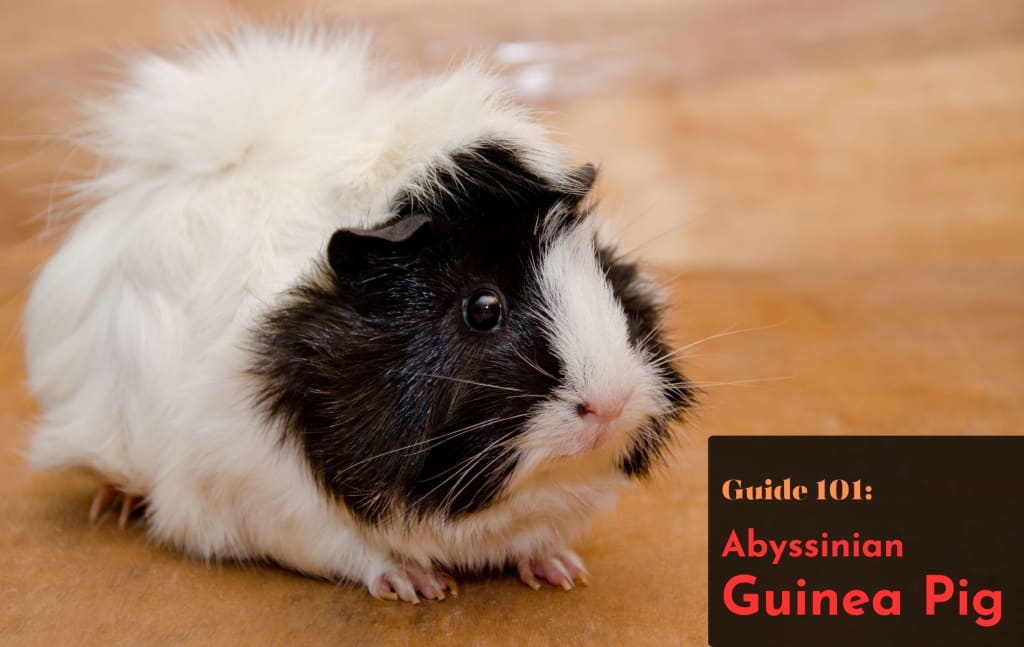 Abyssinian guinea hot sale pig personality