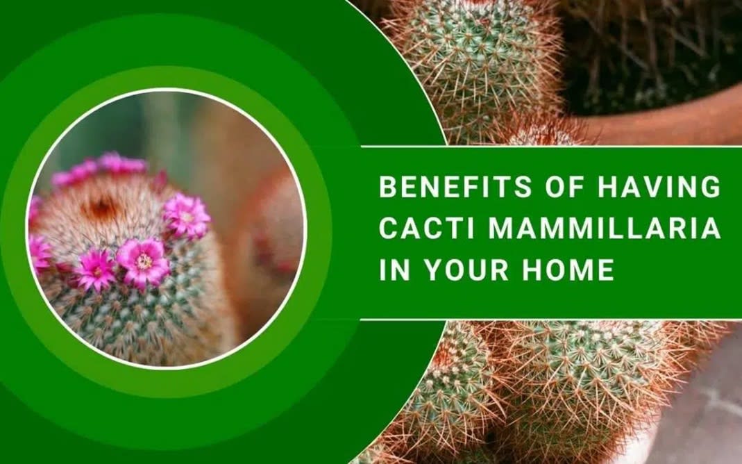 Benefits of Having Cacti Mammillaria in Your Home | Lifehack