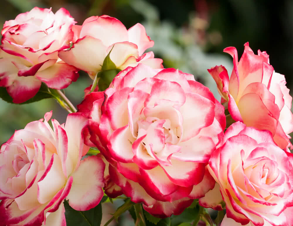 History Of Rose In India - Infoupdate.org