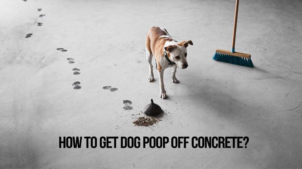How To Clean Dog Poop Off Concrete