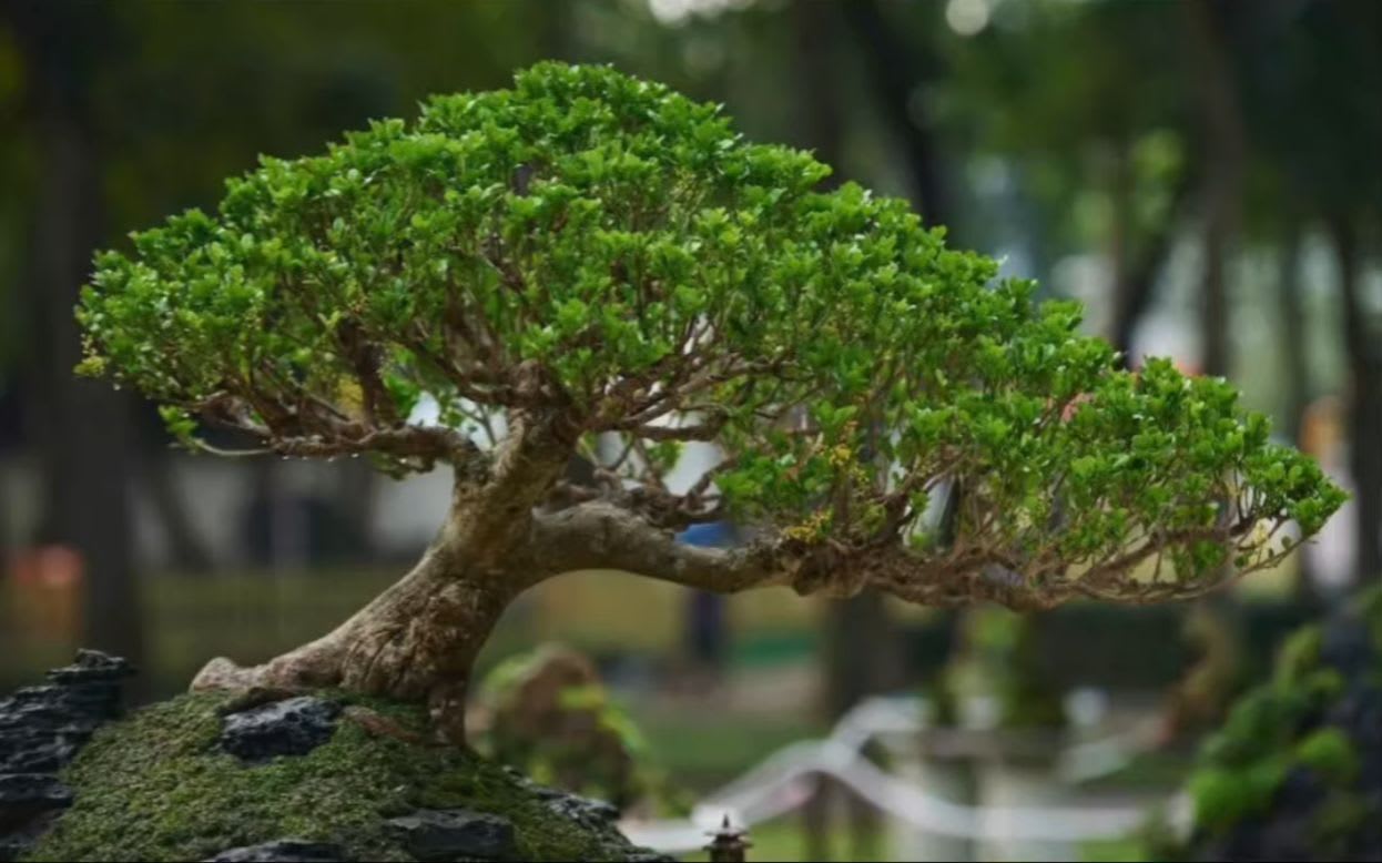 The Tale of the Stolen 400-Year-Old Bonsai Tree: A Master's Love and a Plea  for Care | History