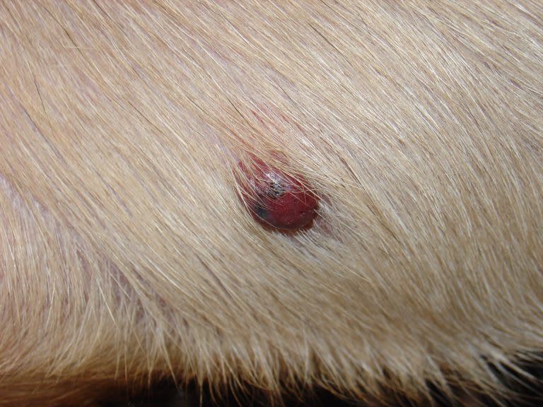 causes-of-blood-blisters-on-lips-in-dogs-infoupdate