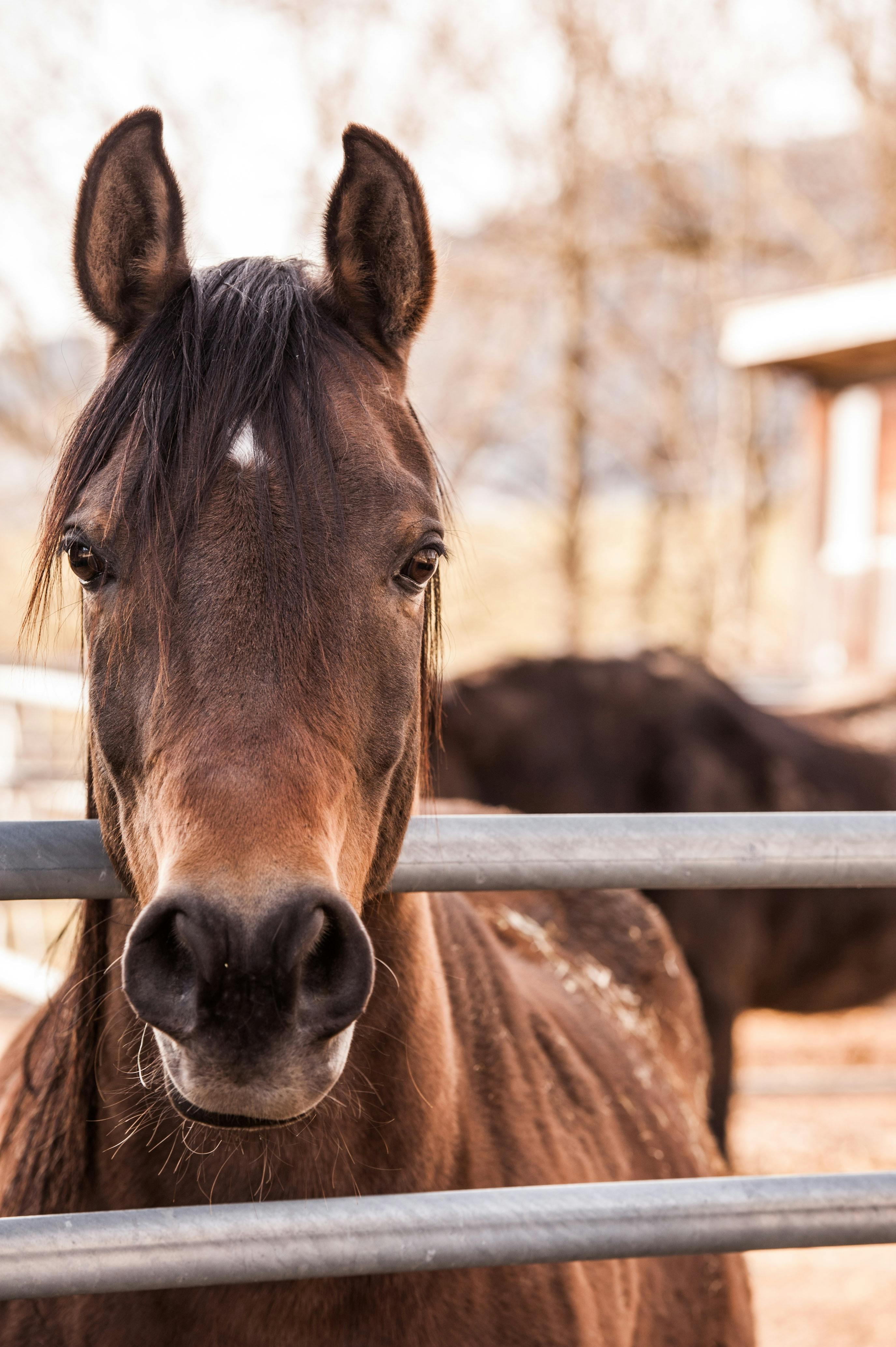 The Art and Impact of Horse Breeding on Farms: A Bond Between Humans and  Horses | Petlife