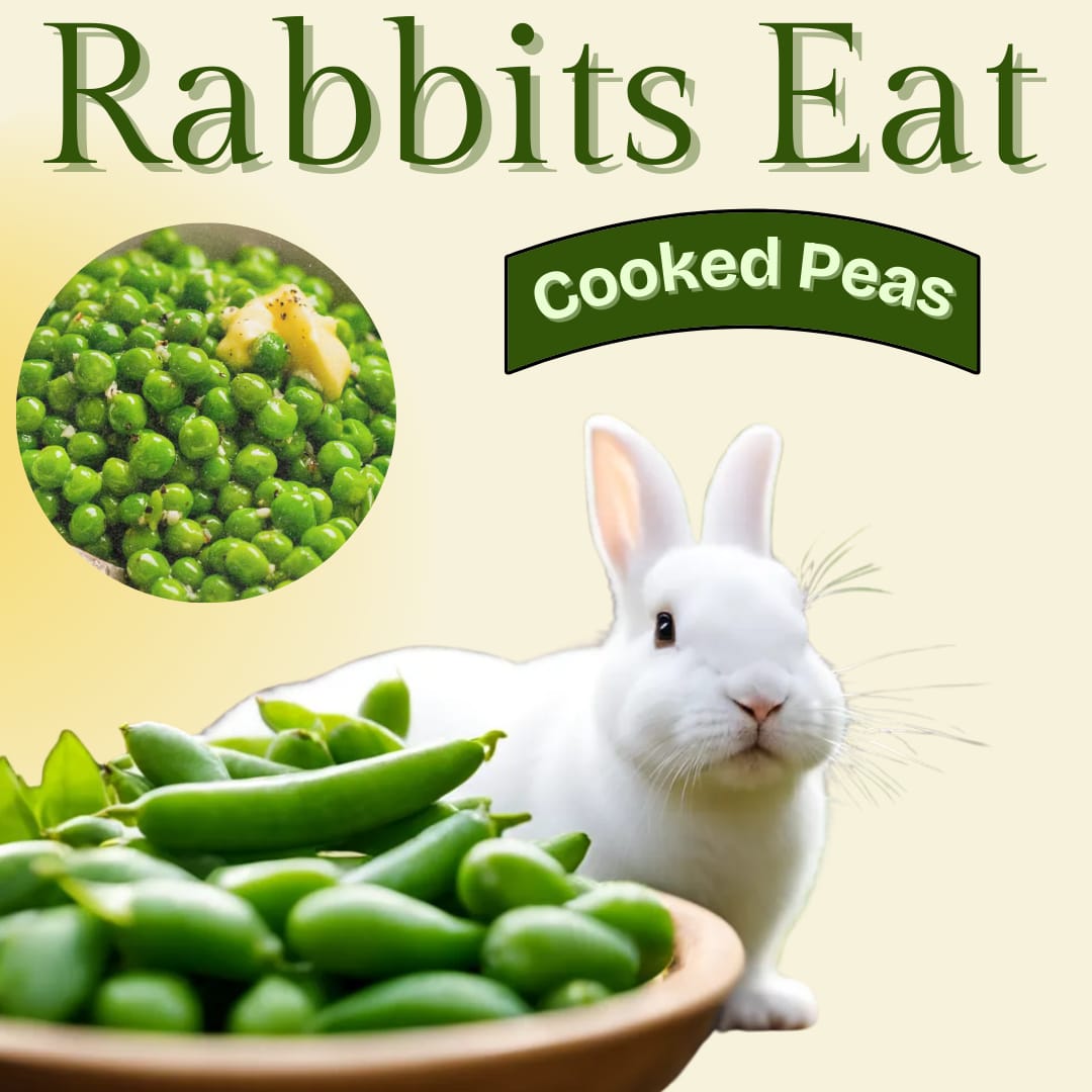 Can Rabbits Eat Peas? Safe Feeding Tips and Expert Advice