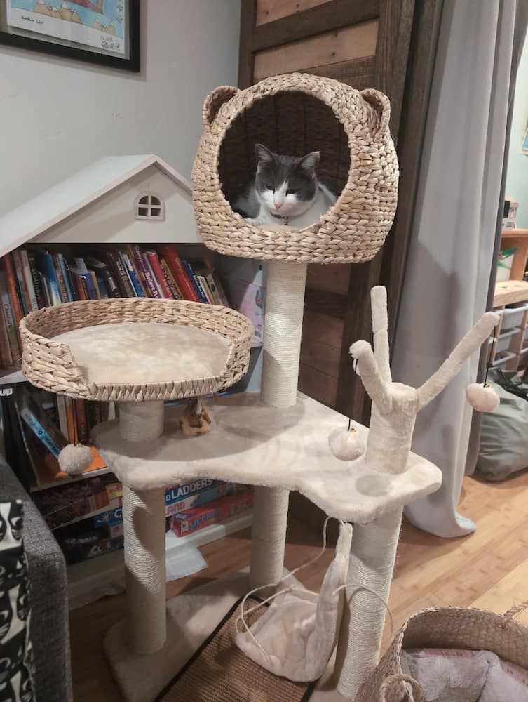 Eco-Friendliness and Sustainability: New Trends in the Future of the Pet Supplies Industry