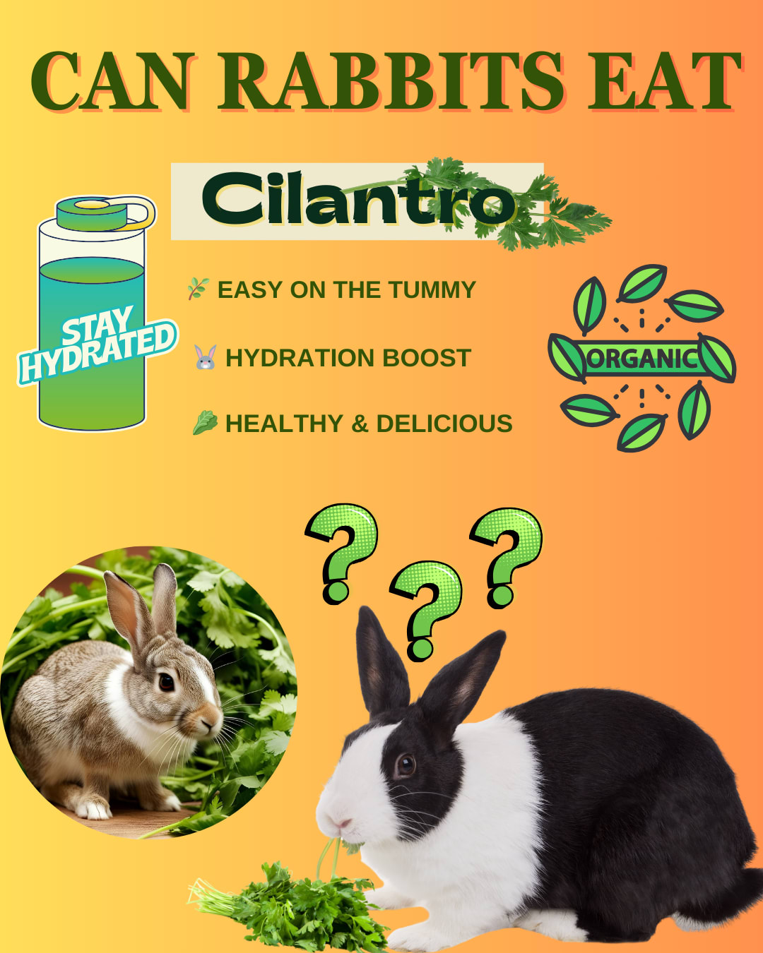 Cilantro Rabbit Food Is Cilantro Safe For Your Rabbit? | Petlife