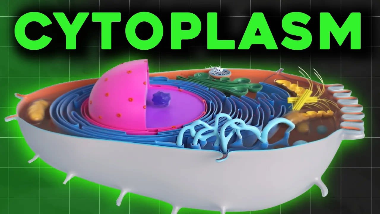 Cytosol: The Invisible Engine Powering Every Cell | Education