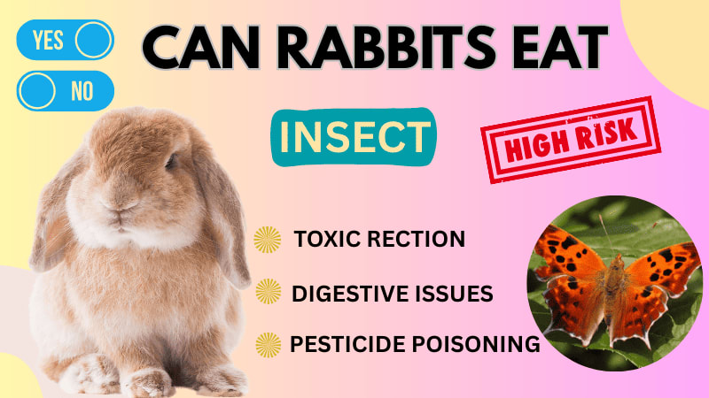 Insect Rabbit Do Rabbits Eat Insects? A Complete Guide | Petlife