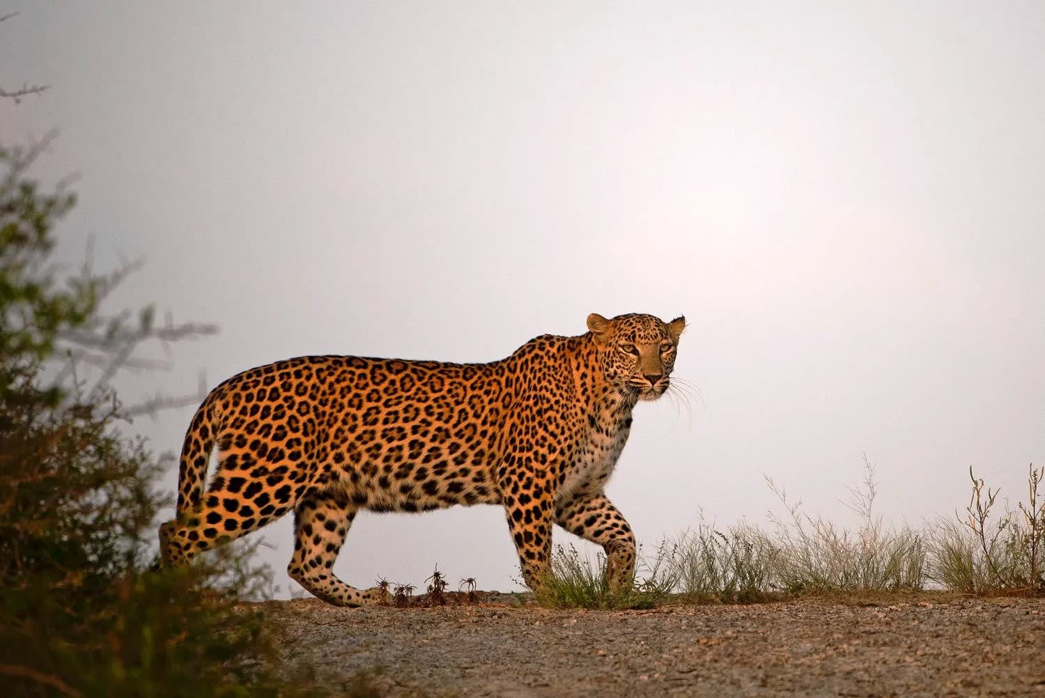 Into the Wild Heart of Rajasthan: My Unforgettable Jawai Leopard Safari  Experience | Wander