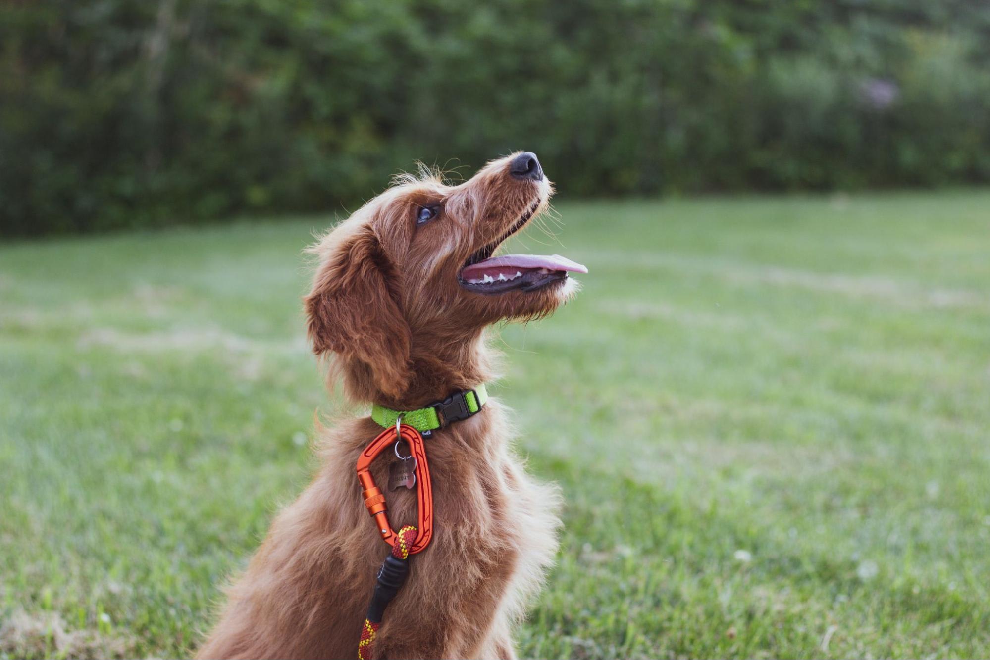 5 Top Home Dog Trainers in Santa Clarita, CA Every Pet Parent Should Know 5 Top Home Dog Trainers in Santa Clarita, CA Every Pet Parent Should Know
