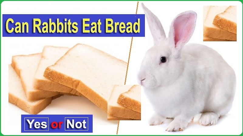 Bread Rabit Can Rabbits Eat Bread? What Every Bunny Owner Should Know | Petlife