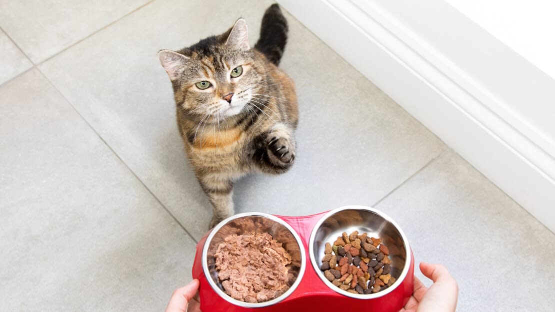 Cat Food Market Size to Surpass USD 49.80 Billion by 2033: At a CAGR of 2.99%
