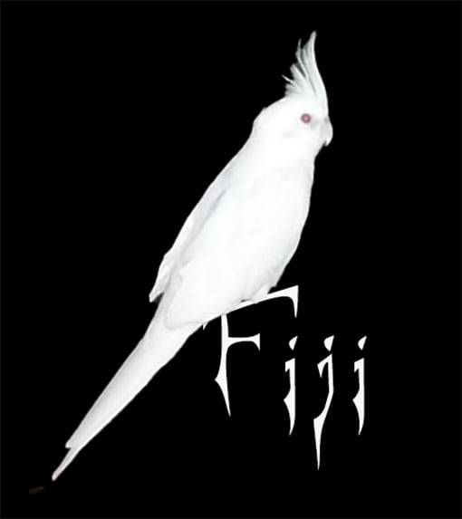 What Bird Makes a Wolf Whistle Sound: Discover the Mystery!
