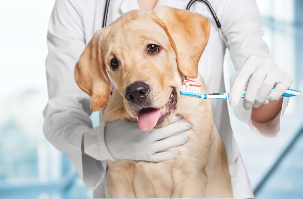 Pet Oral Care Products Market Grows with Rising Pet Health Awareness