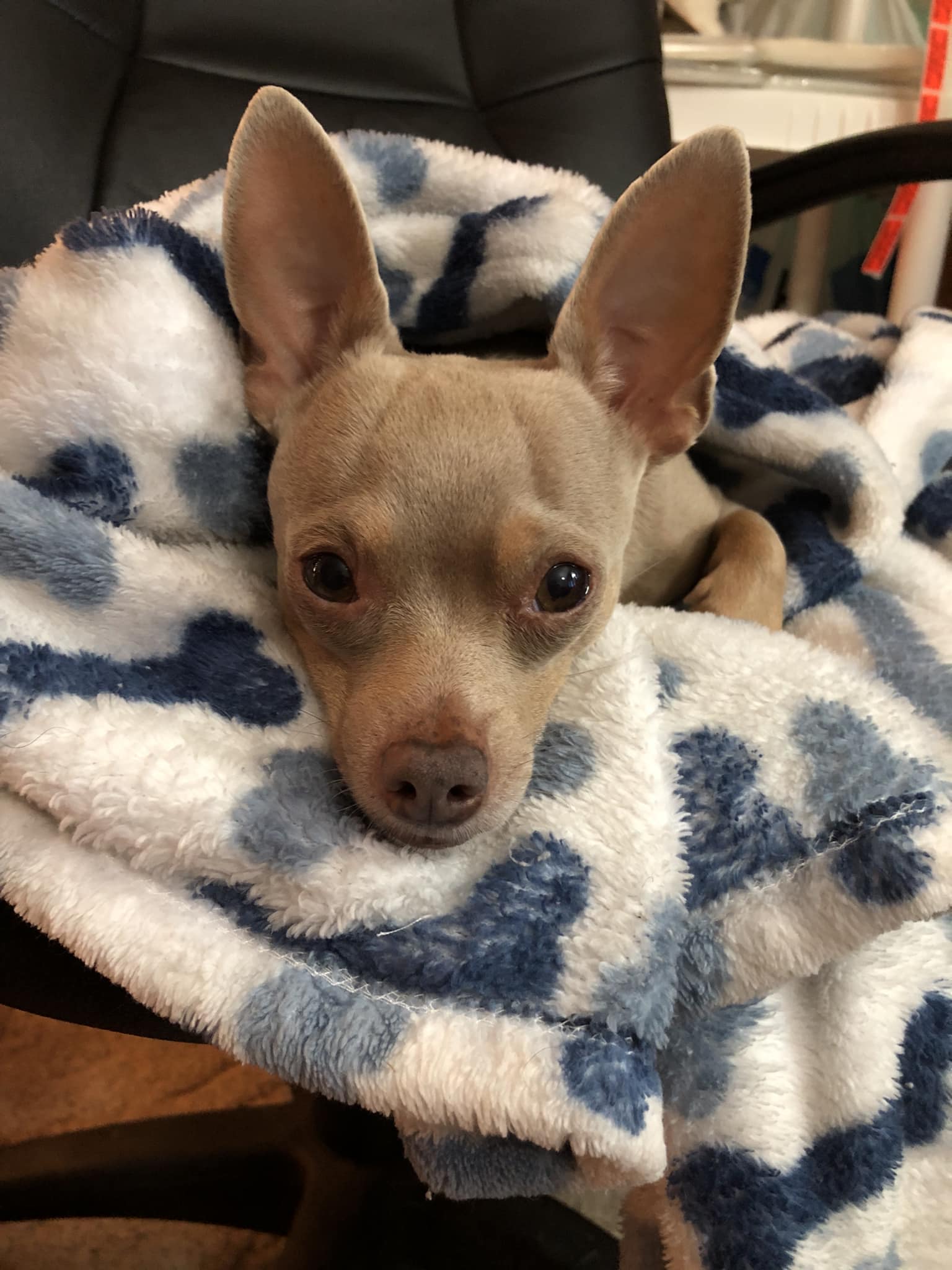 Not all Chihuahuas are mean