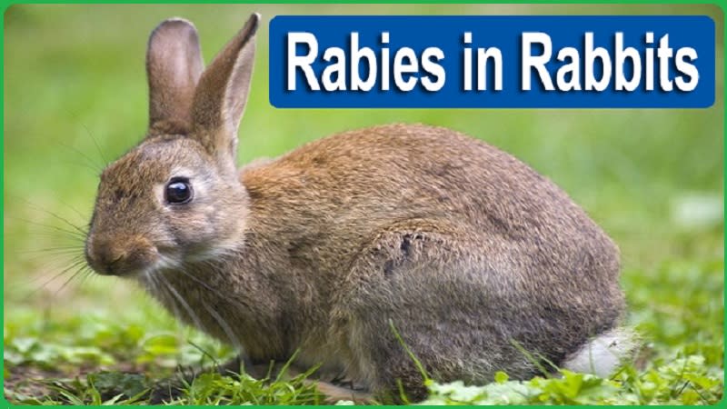 Rabbit Rabies Signs Causes and Safe Treatment Methods | Petlife