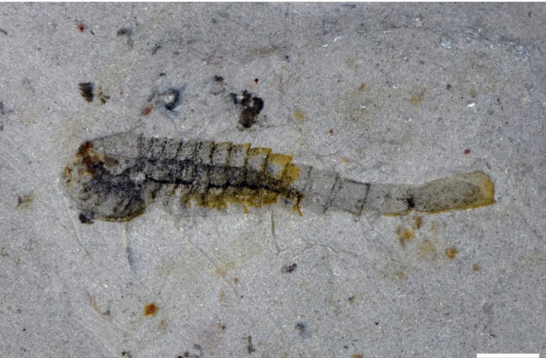 Ancient Species Survived Mass Extinction 500 Million Years Ago